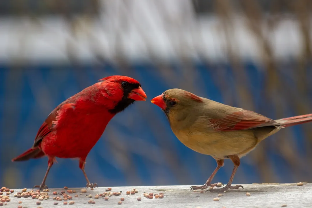 #4 - Love, Loyalty, and the "Mate for Life" Myth (Image Credits: Unsplash)