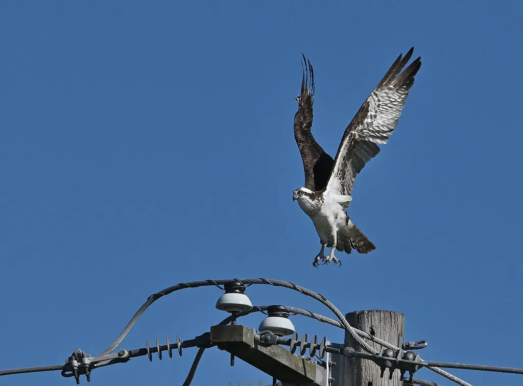 #10. They Migrate Thousands of Miles and Return to the Same Spot (shock264, Flickr, CC BY 2.0)
