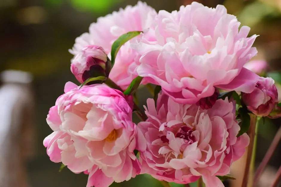 #2 - Peonies (Image Credits: Pexels)