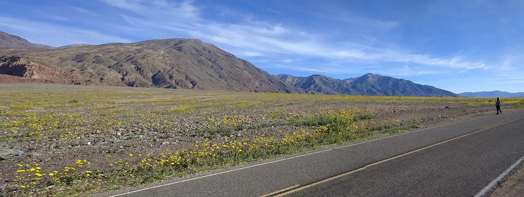 Is the Bloom Really Completely Over? (npdoty, Flickr, CC BY 2.0)