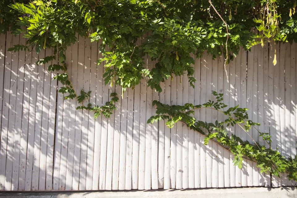 16. Plant Climbing Vines and Living Screens (Image Credits: Stocksnap)