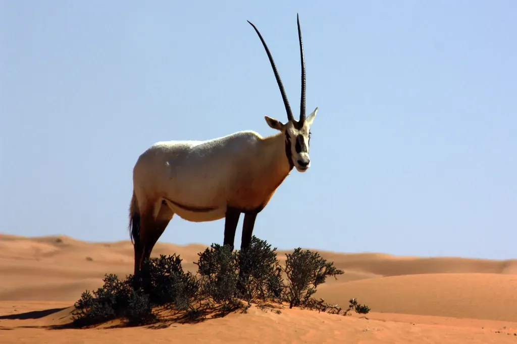 Arabian Oryx: From Extinct in the Wild to Vulnerable (Image Credits: Flickr)