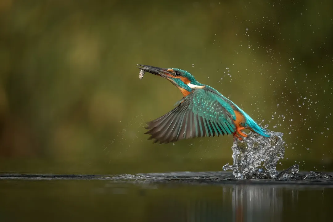 2. Built Like a Living Dart for Headfirst Dives (Image Credits: Unsplash)