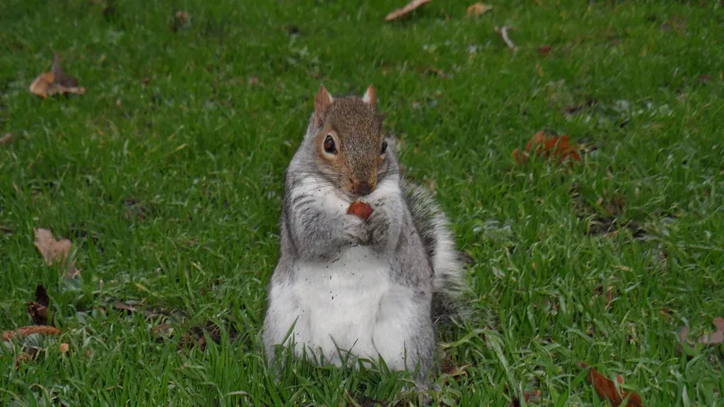 Their Problem-Solving Skills Are Genuinely Remarkable (sermoa, Flickr, CC BY-SA 2.0)