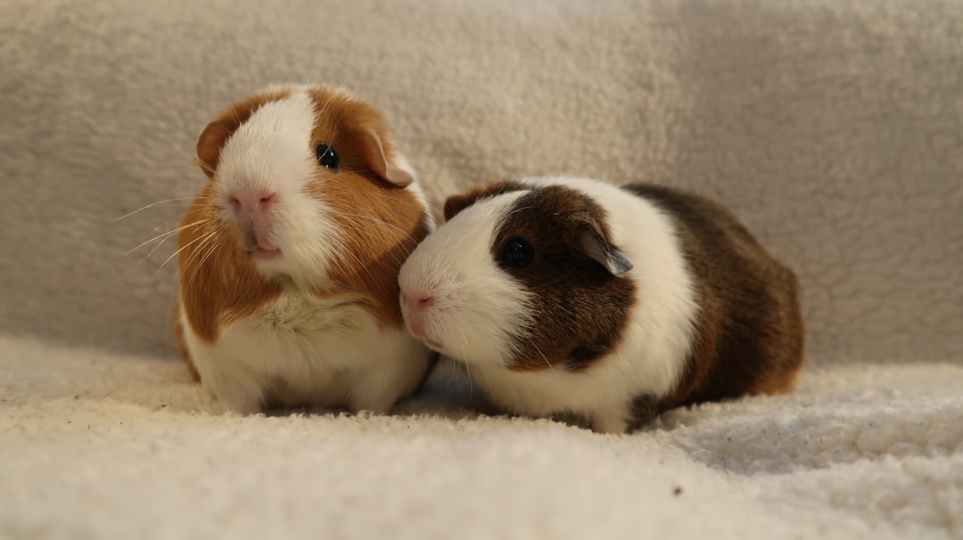 Guinea Pigs - The Small But Mighty Emotional Supporters (Image Credits: Unsplash)
