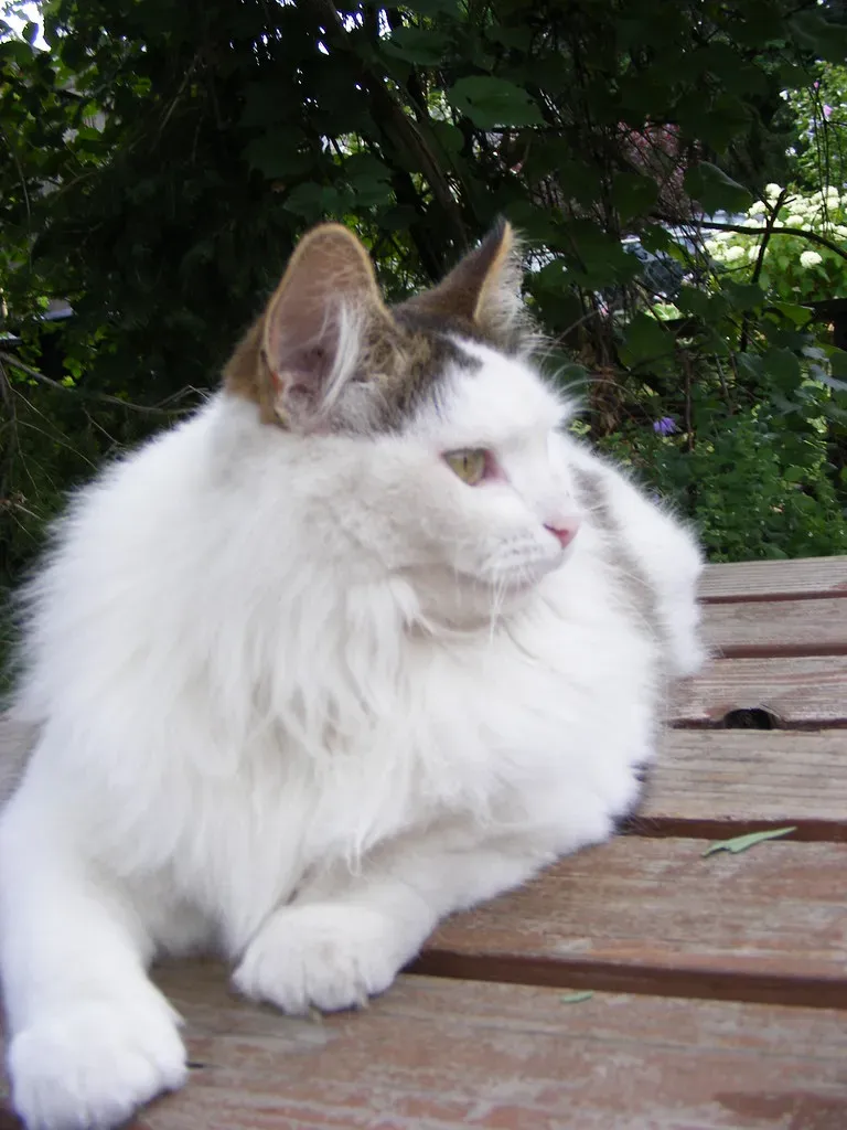 8. Turkish Angora Cat (Image Credits: Flickr)