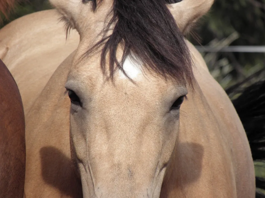 #19 - Their Eyes: Bright, Hard, or Suddenly Empty (tsaarni, Flickr, CC BY 2.0)