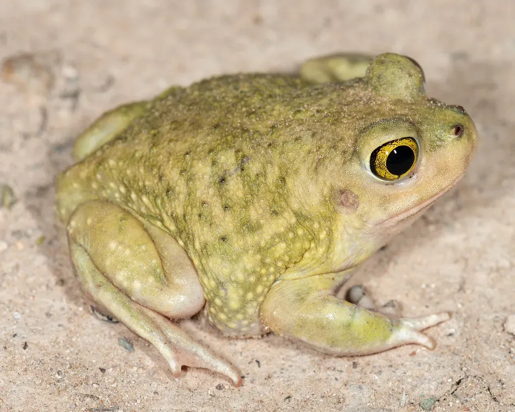 11. The Spadefoot Toad: Sleeping Through the Drought (M Hedin, Flickr, CC BY-SA 2.0)