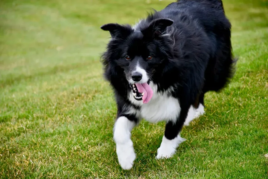 #8. Border Collie (Image Credits: Pexels)