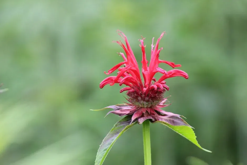 #2 - Bee Balm: The Classic That Still Tops Most Veteran Lists Despite the Hype (Image Credits: Pexels)