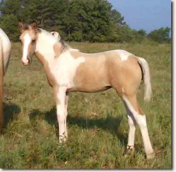 September: The Intelligent Tennessee Walker (Image Credits: Flickr)