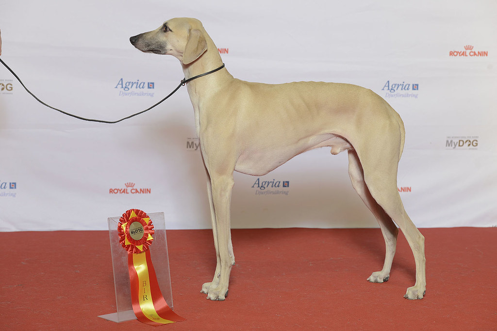 #10 Sloughi - The Noble Arabian Greyhound (Image Credits: Flickr)