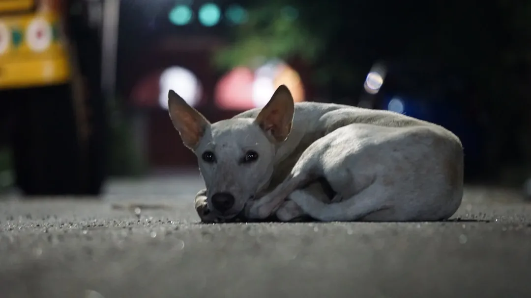#6 Pet Dogs and Free-Ranging Dogs Do Not Respond Identically (Image Credits: Unsplash)