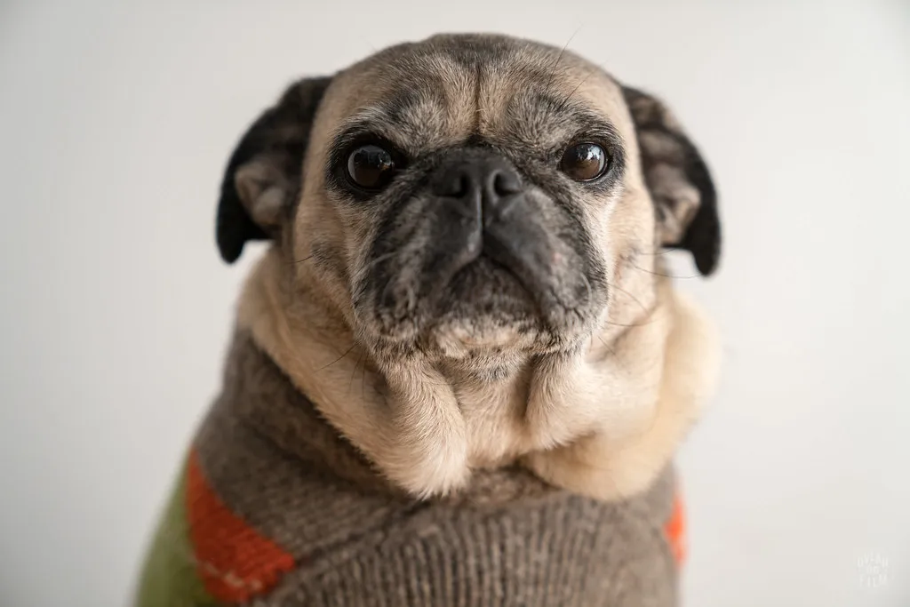#4 - Extra Layers for Warmth (dylanonfilm, Flickr, CC BY 2.0)