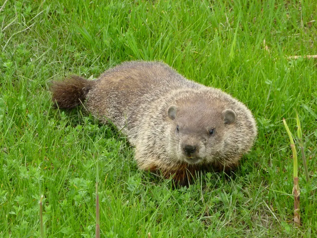 Virgo: The Groundhog (Image Credits: Flickr)