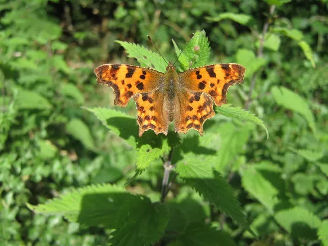 Step 7: Go Pesticide-Free and Embrace a Little Wildness (From geograph.org.uk, CC BY-SA 2.0)