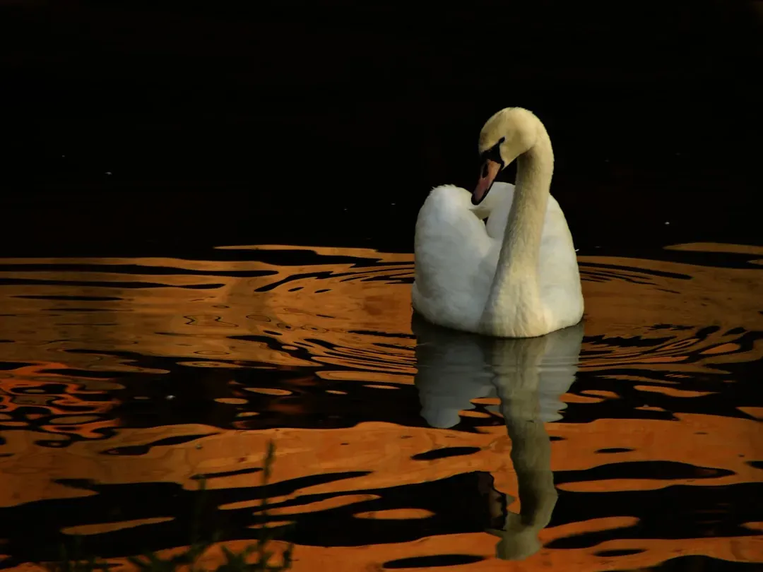 The Swan: Grace Above, Depth Below (Image Credits: Unsplash)