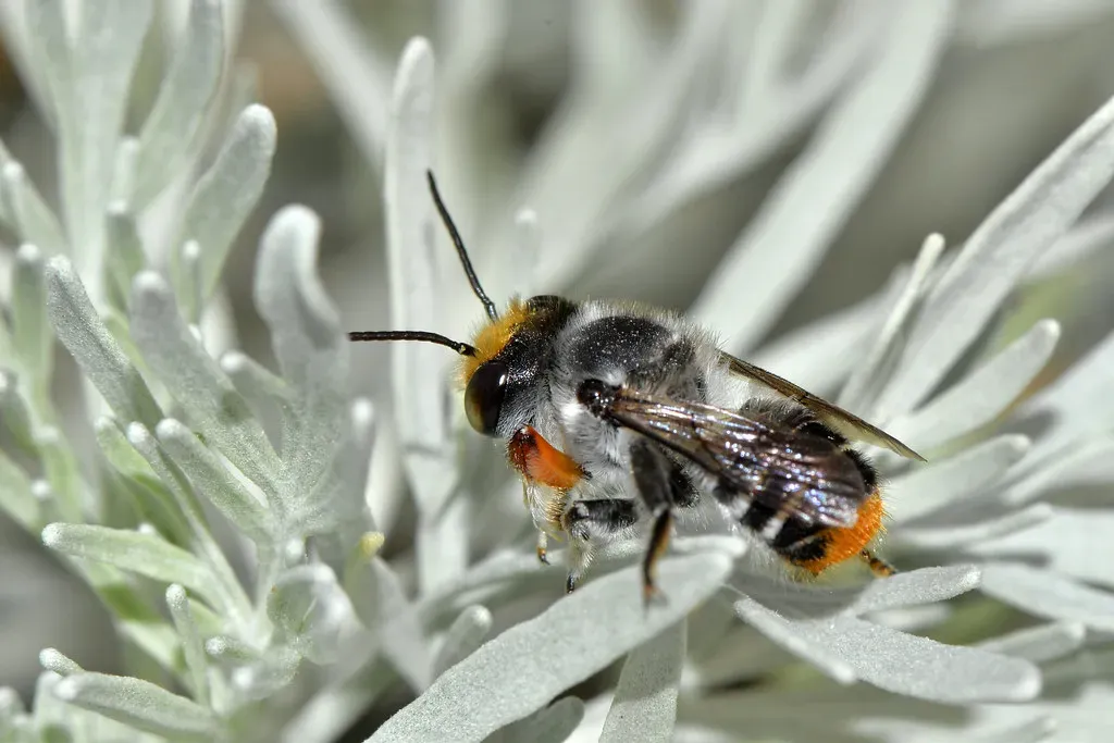 Native Bees (Image Credits: Flickr)