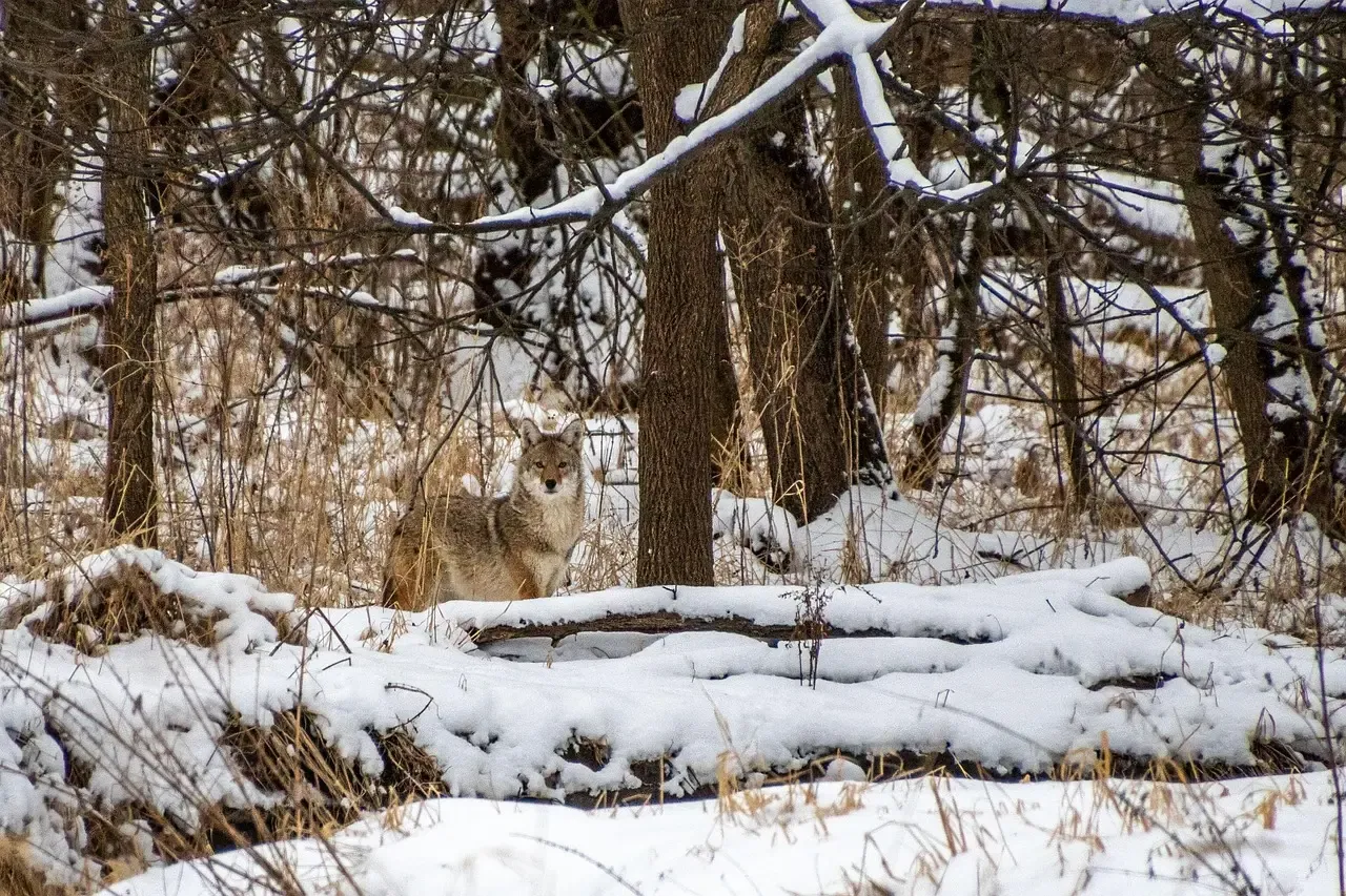6. Killing Coyotes Keeps Populations in Check (Image Credits: Pixabay)