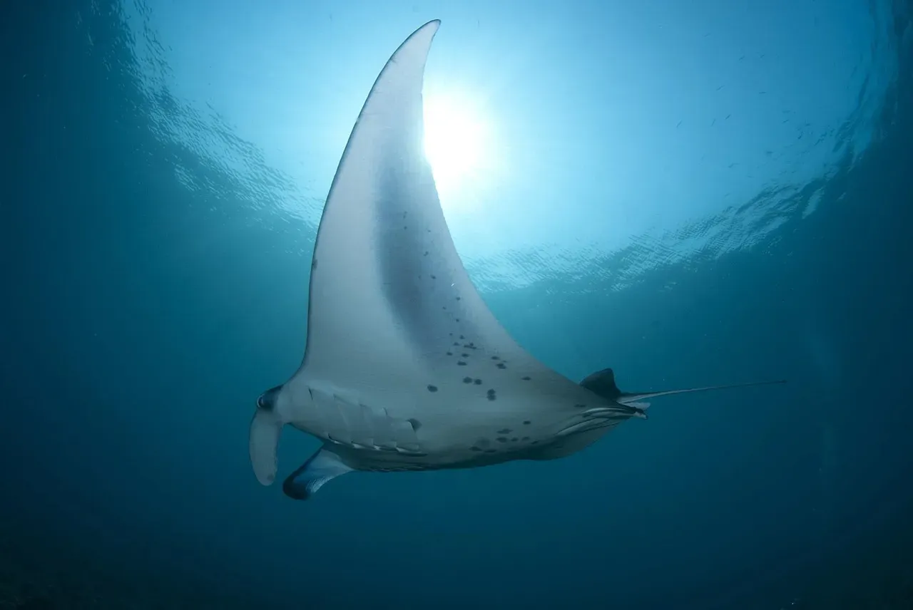 1. Stingrays Boast Cartilage Skeletons Like Sharks (Image Credits: Pixabay)