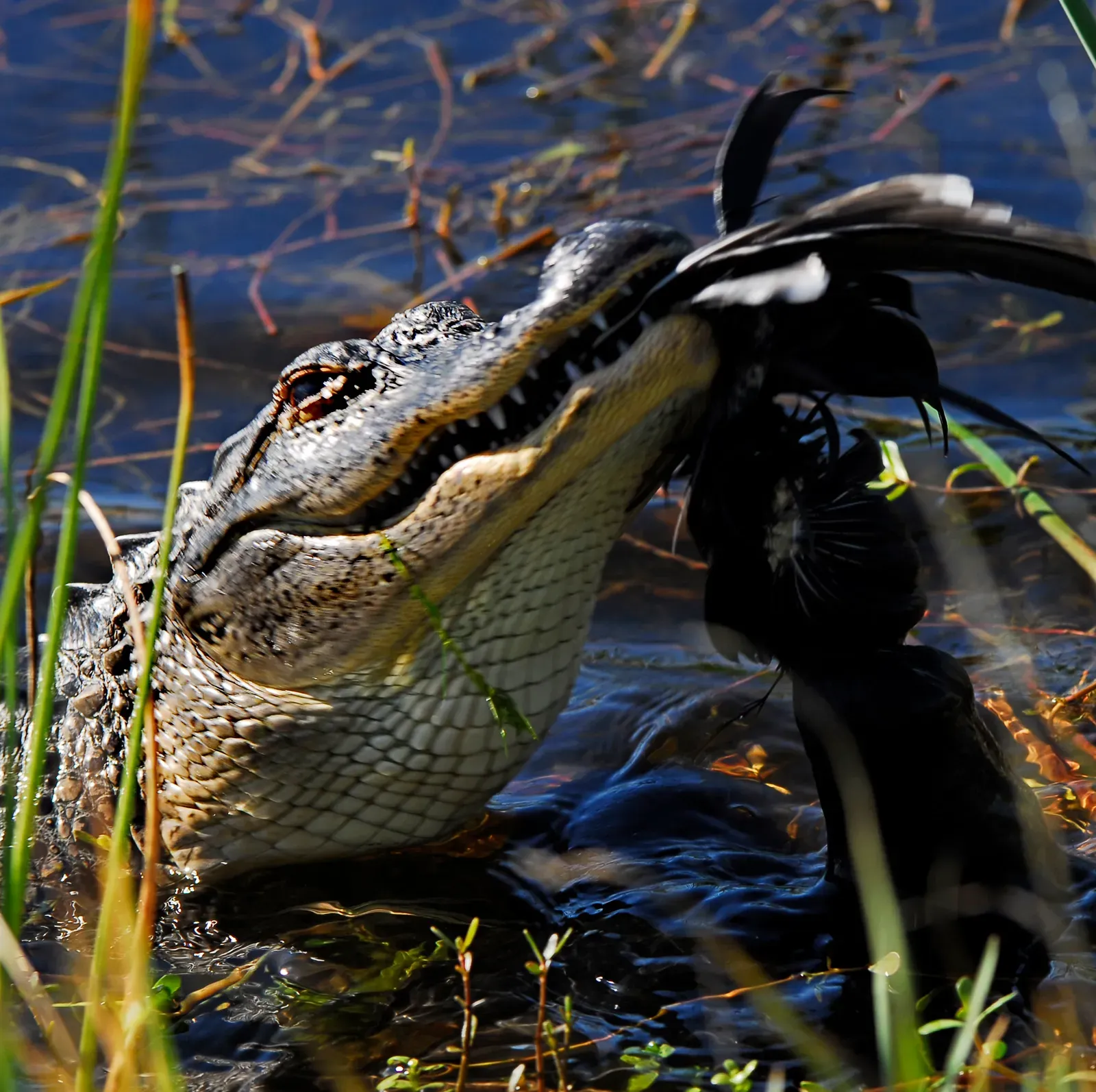 Lake Istokpoga: The Under-the-Radar Gator Hotspot (Image Credits: Wikimedia)