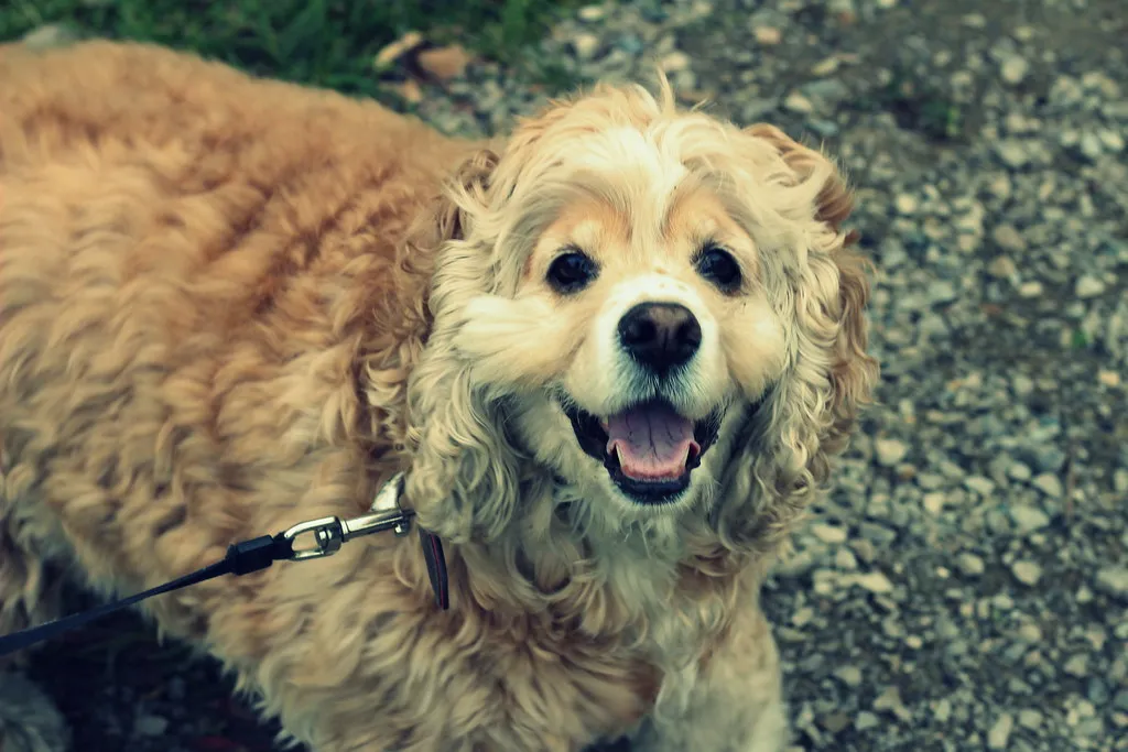 #8 &ndash; American Cocker Spaniel: From #1 Darling to "Too Much Work" (explorewithmaya, Flickr, CC BY 2.0)