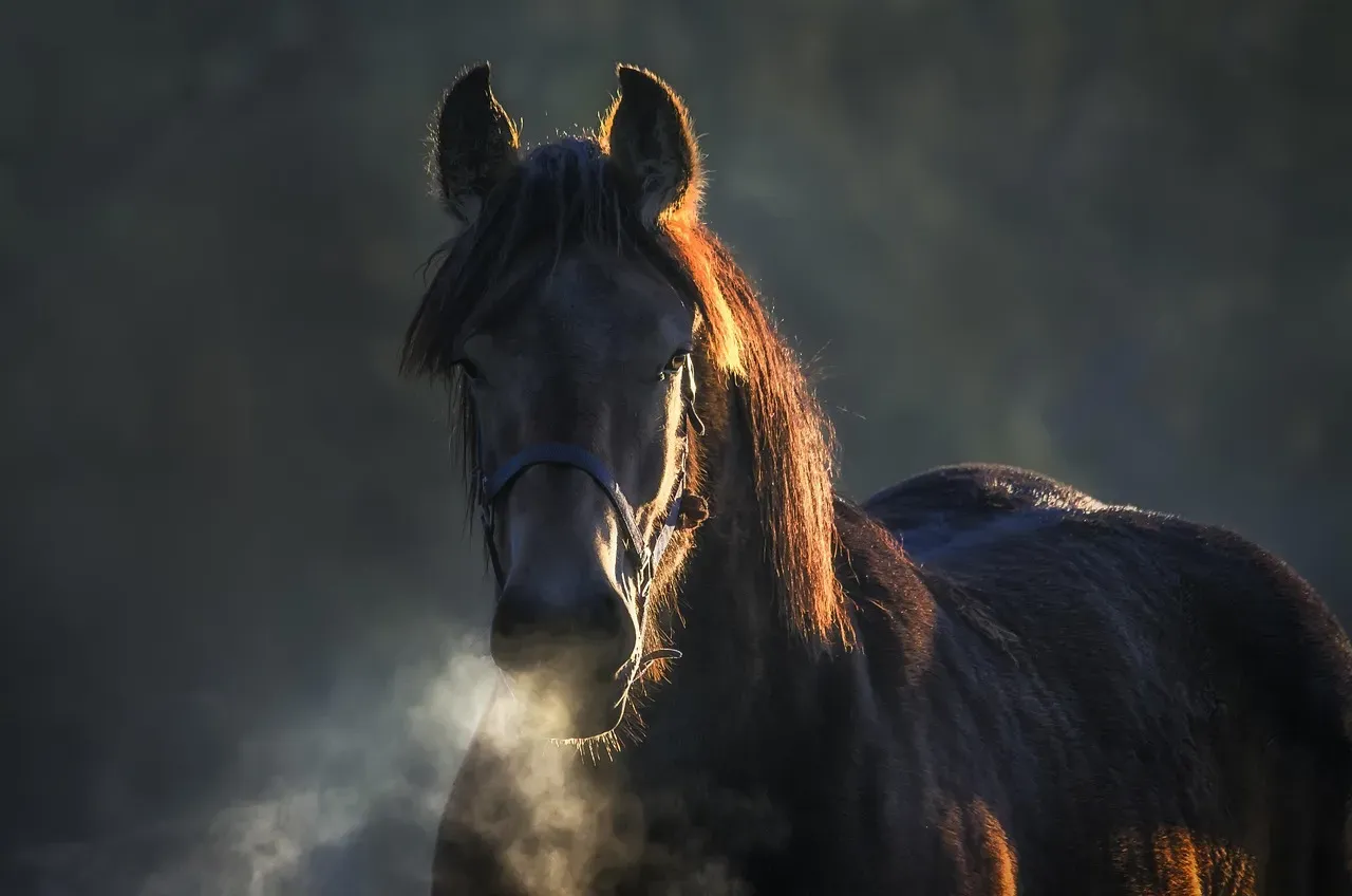 Horses Are Basically Colorblind (Image Credits: Pixabay)