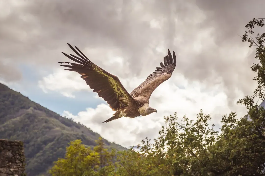 They Rely Entirely on Vision to Find Food Across Vast Distances (Image Credits: Unsplash)