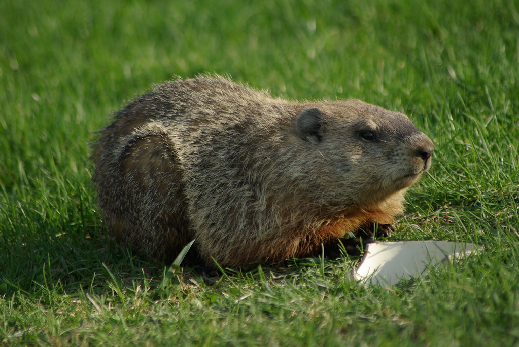 The Groundhog: Master of Earth Connection (Image Credits: Flickr)