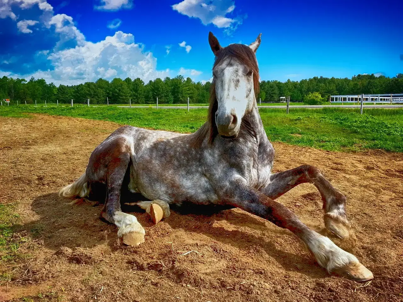 What Happens When a Horse Can't Lie Down (Image Credits: Pixabay)