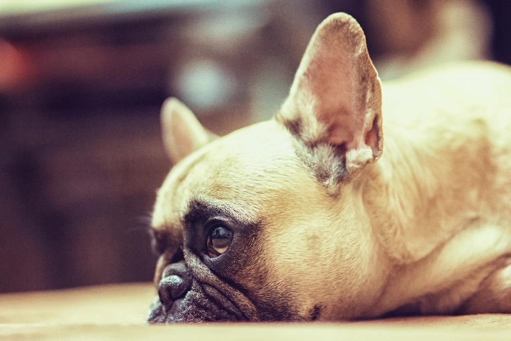 Conclusion: Grief as a Universal Language of Loss (Image Credits: Rawpixel)