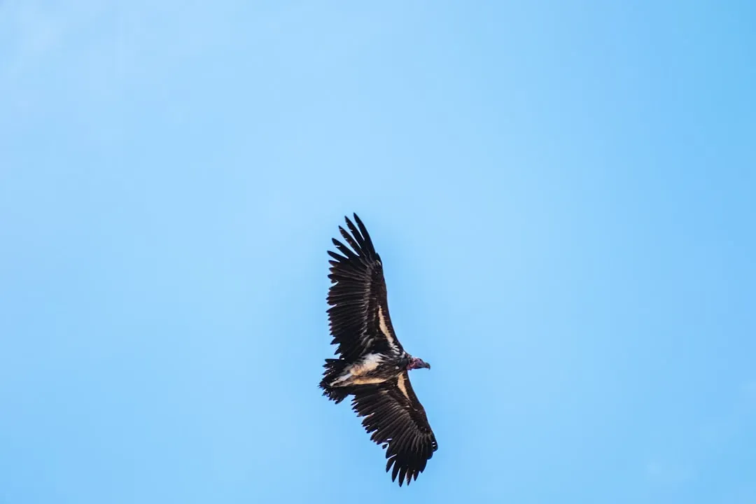 Virgo: The Vulture (Image Credits: Unsplash)