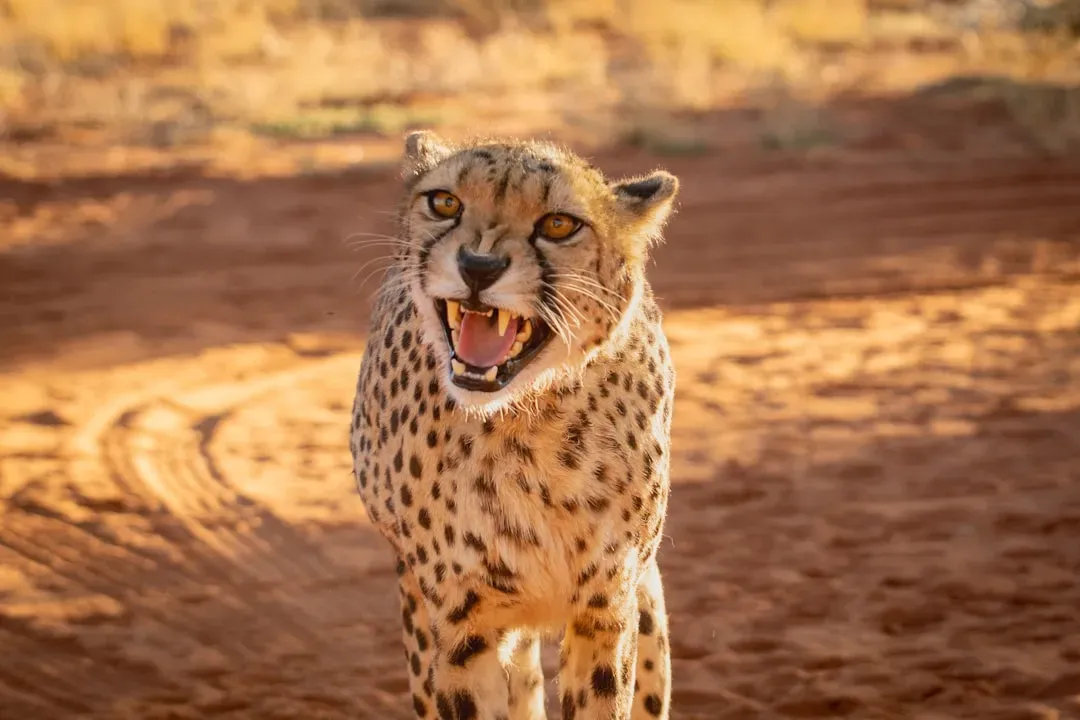 9. The Northwest African Cheetah - A Ghost of the Sahara (Image Credits: Unsplash)