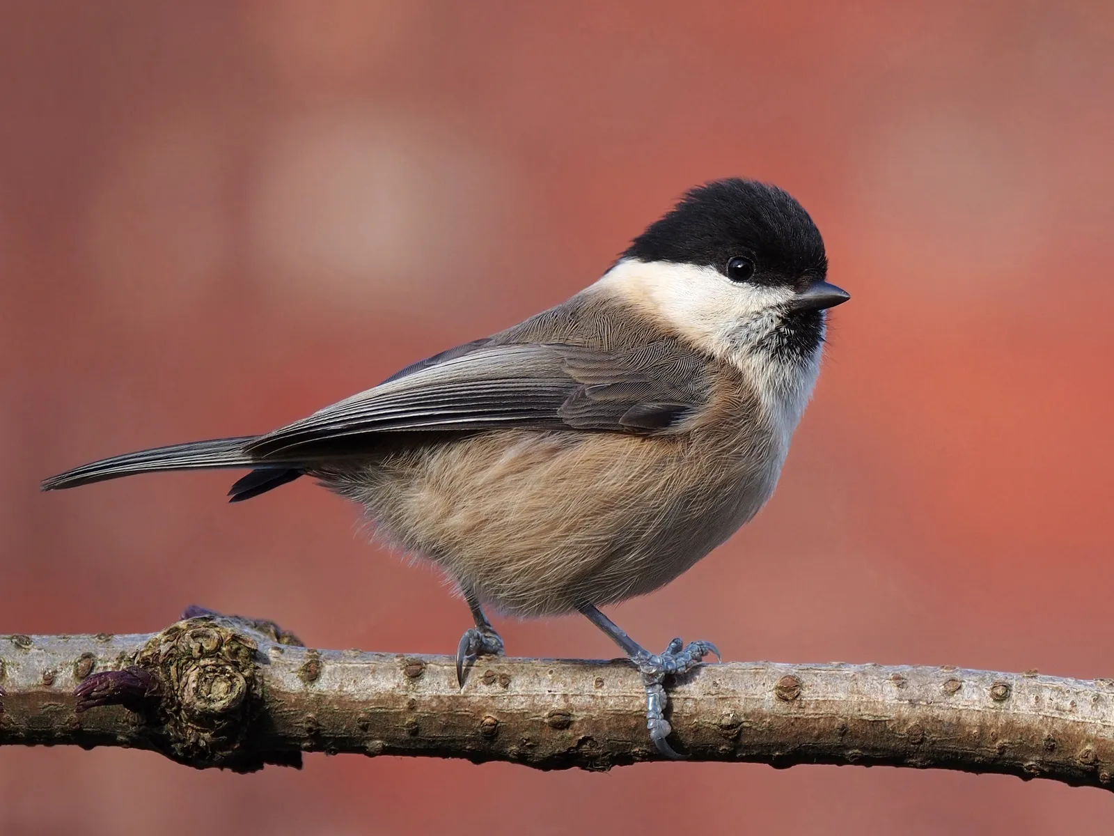 #26 - Willow Tits Are Britain's Fastest-Vanishing Resident Bird (By Francis C. Franklin, CC BY-SA 3.0)