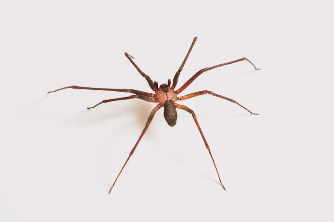 5. Arizona Brown Recluse (Desert Recluse) - The Silent Destroyer (Image Credits: Unsplash)