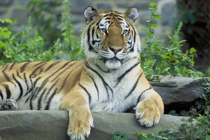 12. The Conservation Crisis Is More Urgent Than Most People Realize (Image Credits: Flickr)
