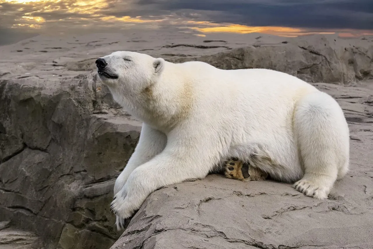 The Fur Coat That Is Not Actually White (Image Credits: Pixabay)