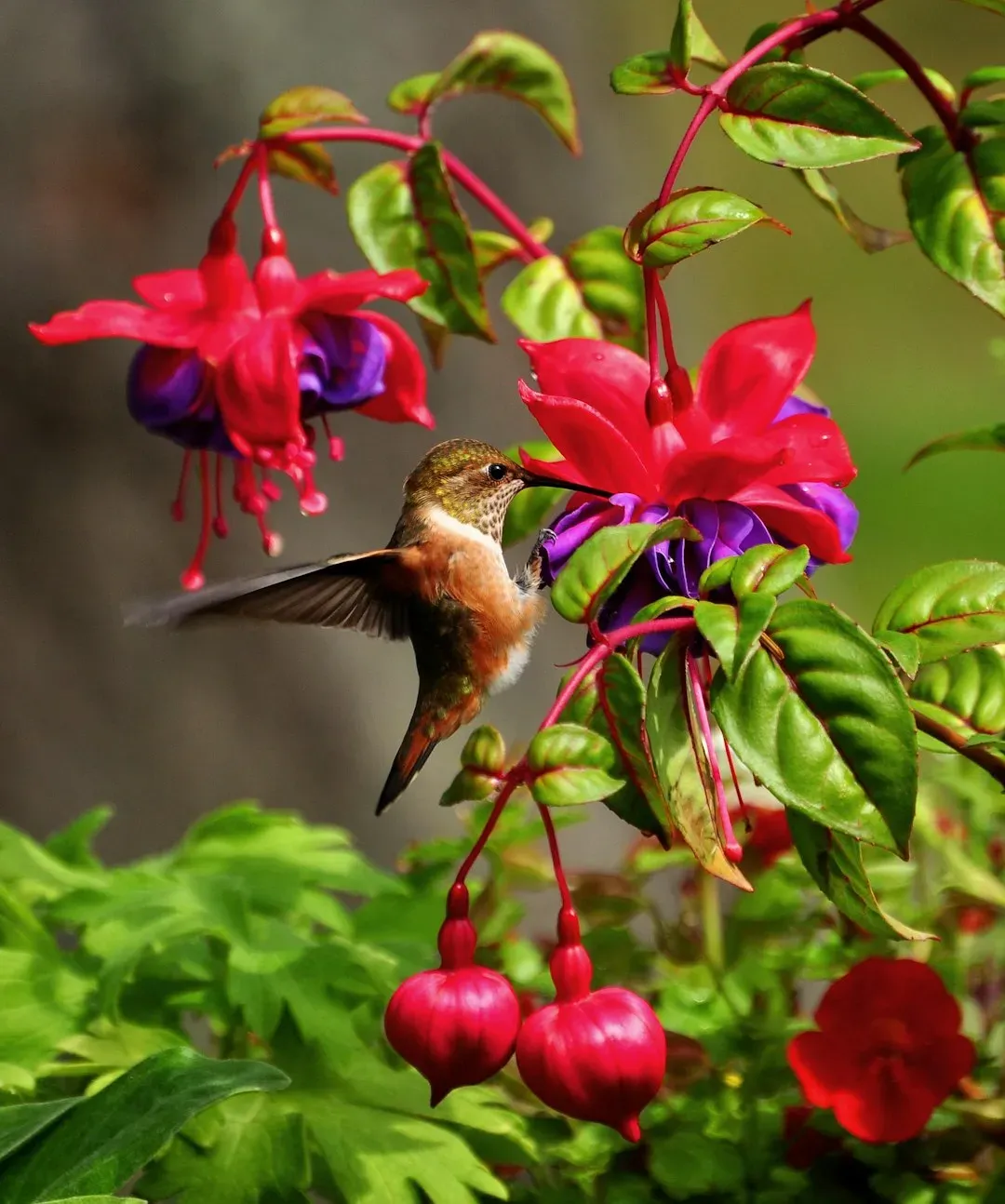 #6 - Red Buckeye: The Early-Blooming Tree That Sets the Tone for the Entire Season (Image Credits: Unsplash)
