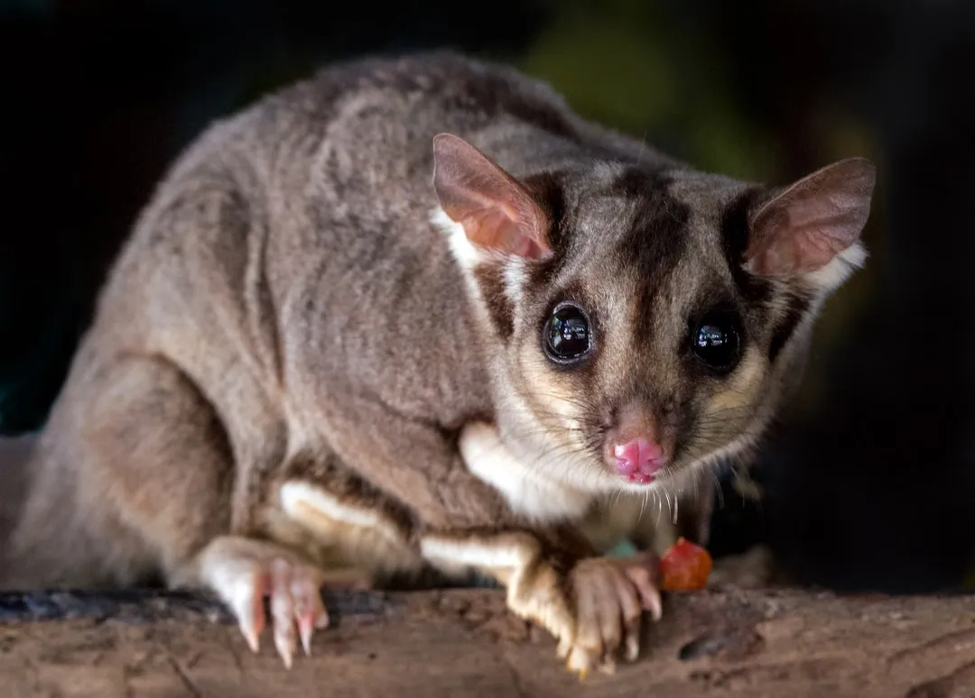 #8: Sugar Gliders - Nocturnal Velcro With Wings (Image Credits: Unsplash)