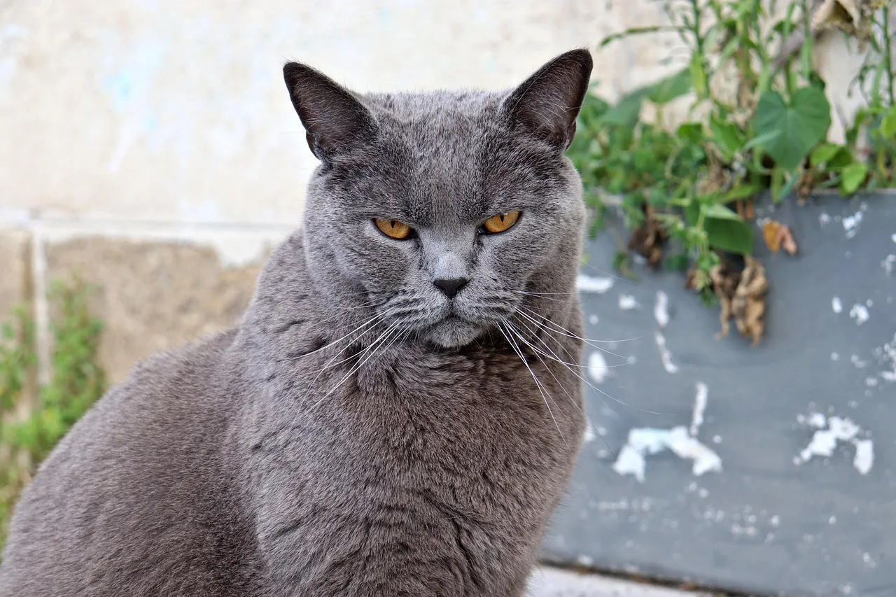 #4 - Chartreux: The Quiet Observer That Turns Into a Blue-Grey Shadow (Image Credits: Pixabay)