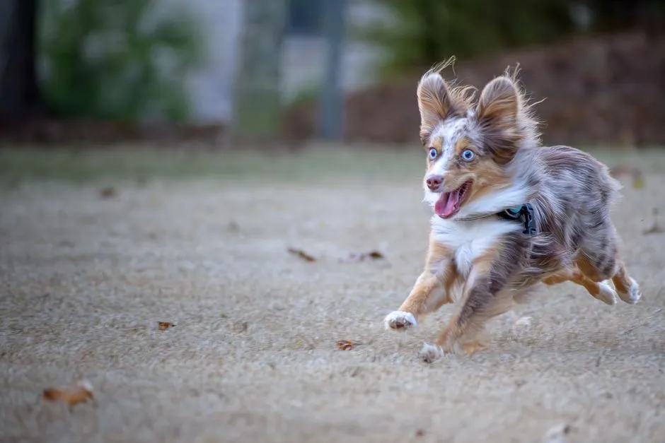 #21 - Australian Shepherd: The Overachiever Who Hates Being Idle (Image Credits: Pexels)