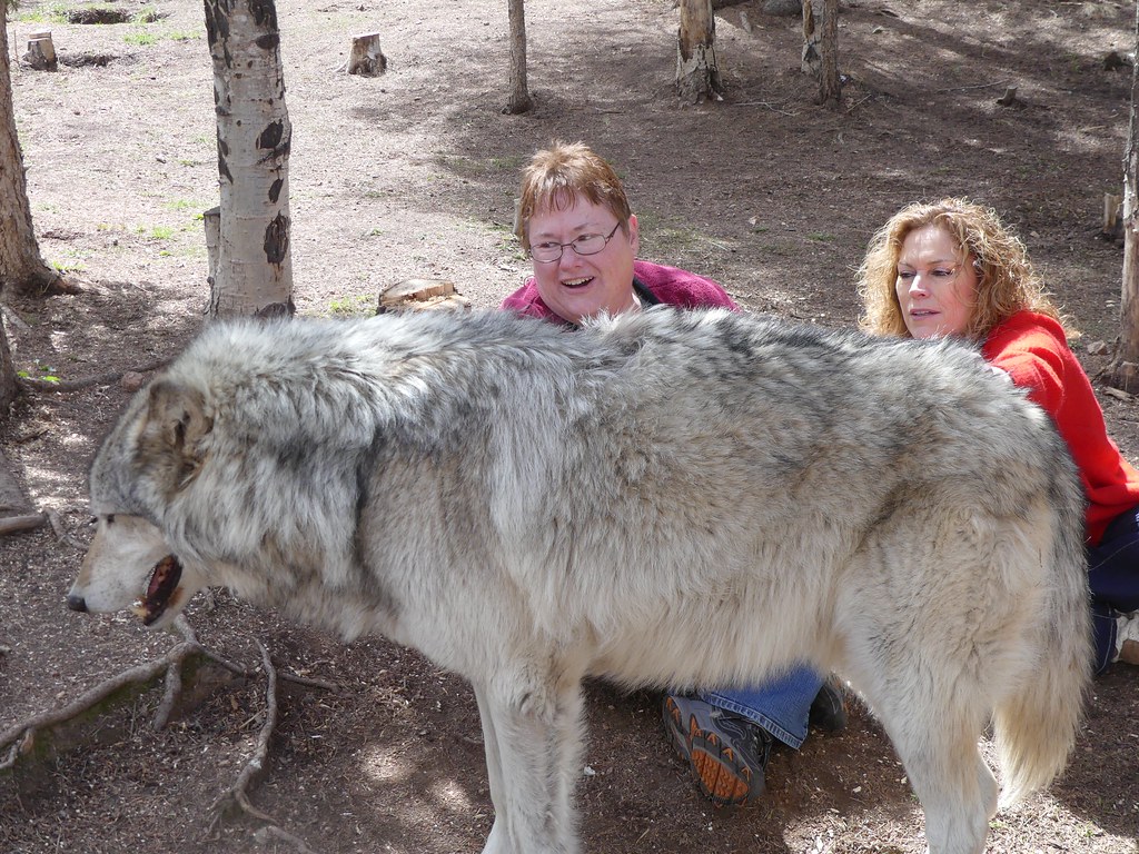 Running When You Encounter a Wolf (Image Credits: Flickr)