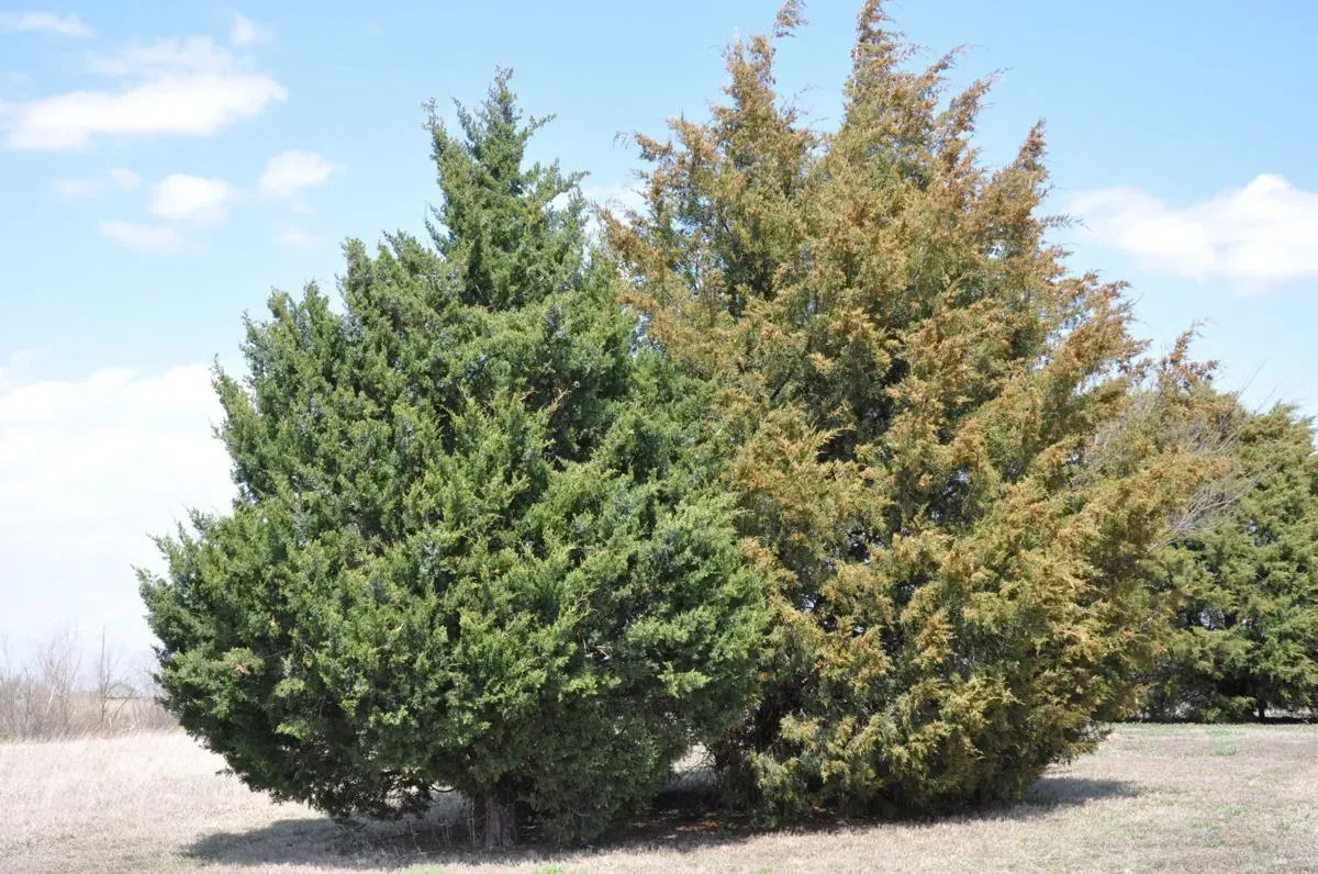 #6. Eastern Red Cedar (Juniperus virginiana) (Image Credits: Source :https://i.pinimg.com/)