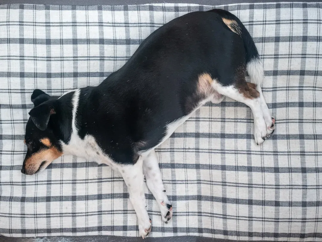 They Sleep Soundly and in Vulnerable Positions (Image Credits: Unsplash)