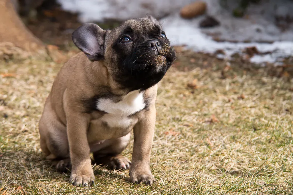 #2 – Taking Longer to Settle After Walks (A_Peach, Flickr, CC BY 2.0)