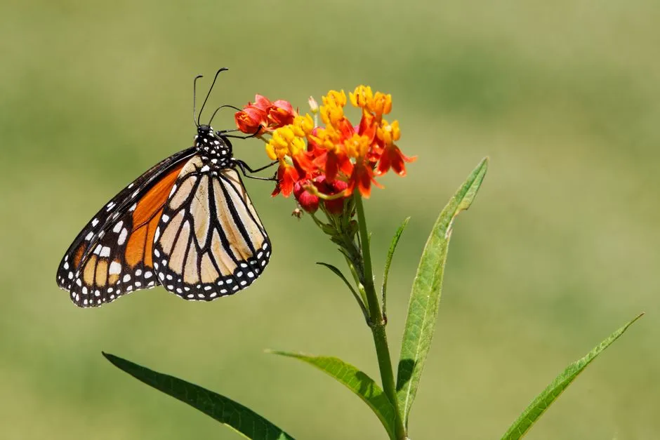 13. Plant Milkweed Before It's Too Late for the Monarchs (Image Credits: Pexels)