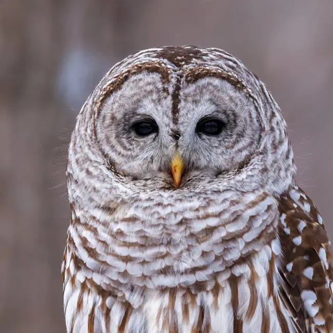 Barred Owls (Image Credits: Pexels)