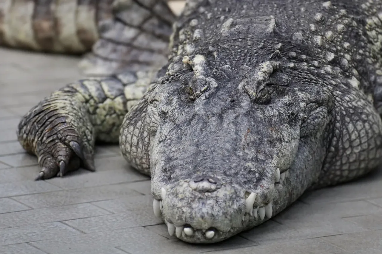 10. The Nile Crocodile: Ruler of the Riverbank (Image Credits: Pixabay)