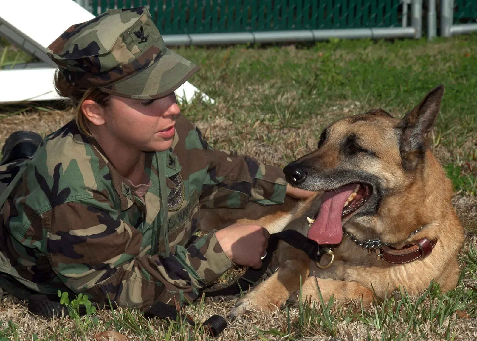 They Receive Positive Reinforcement for Good Behavior (Image Credits: Wikimedia)
