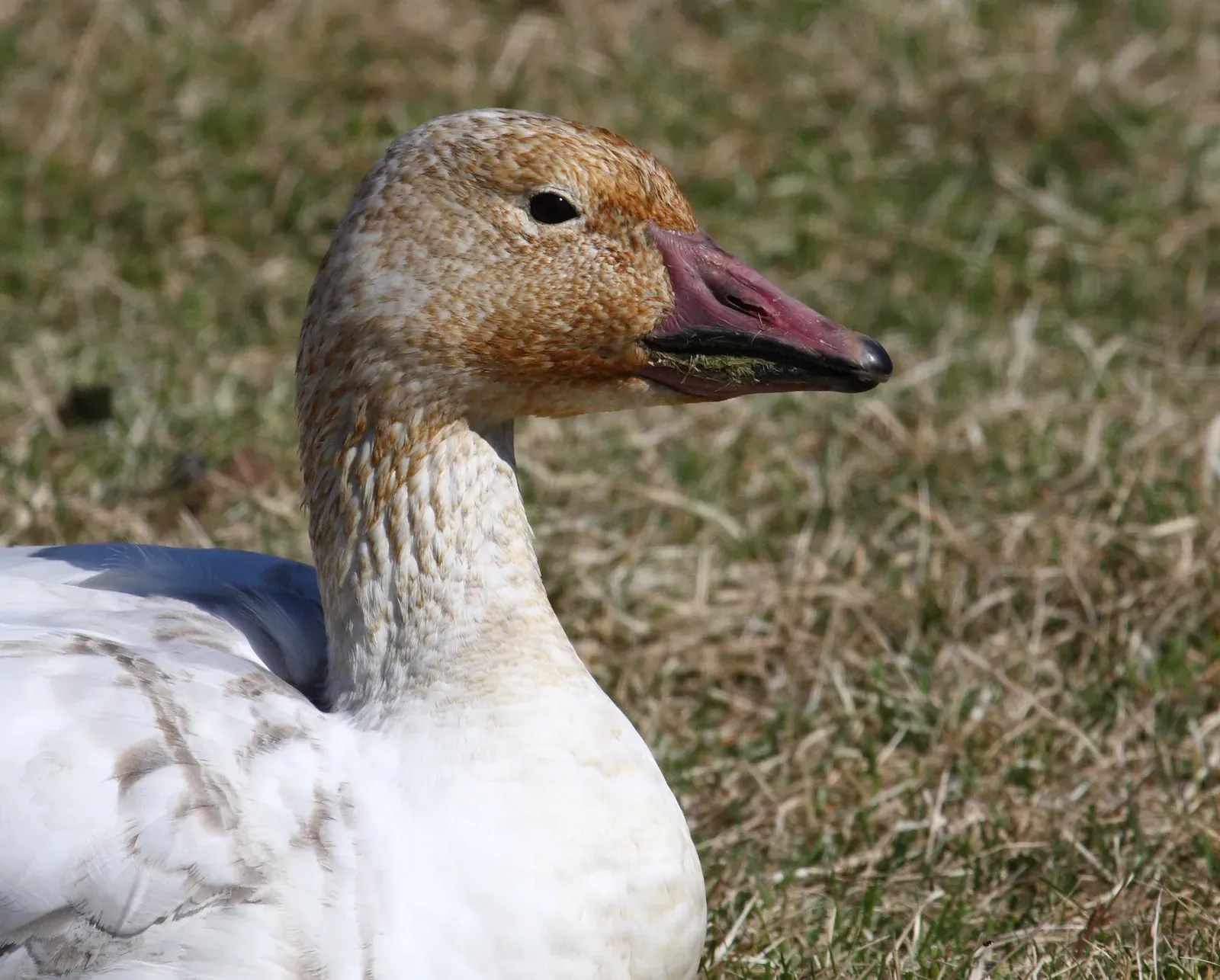Personality Traits of the Snow Goose (Image Credits: Wikimedia)